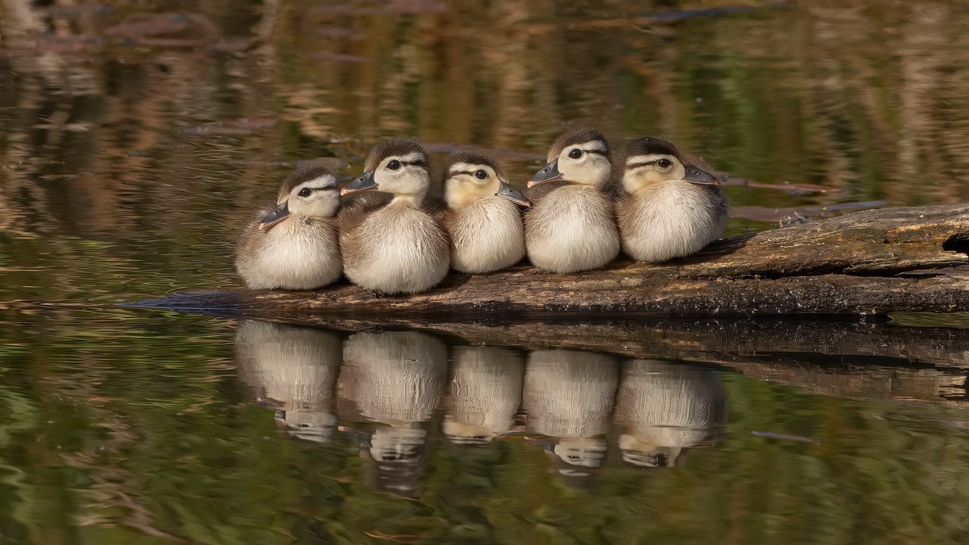 西甲国家德比之夜，拉文高光表现照亮足球与篮球的对话