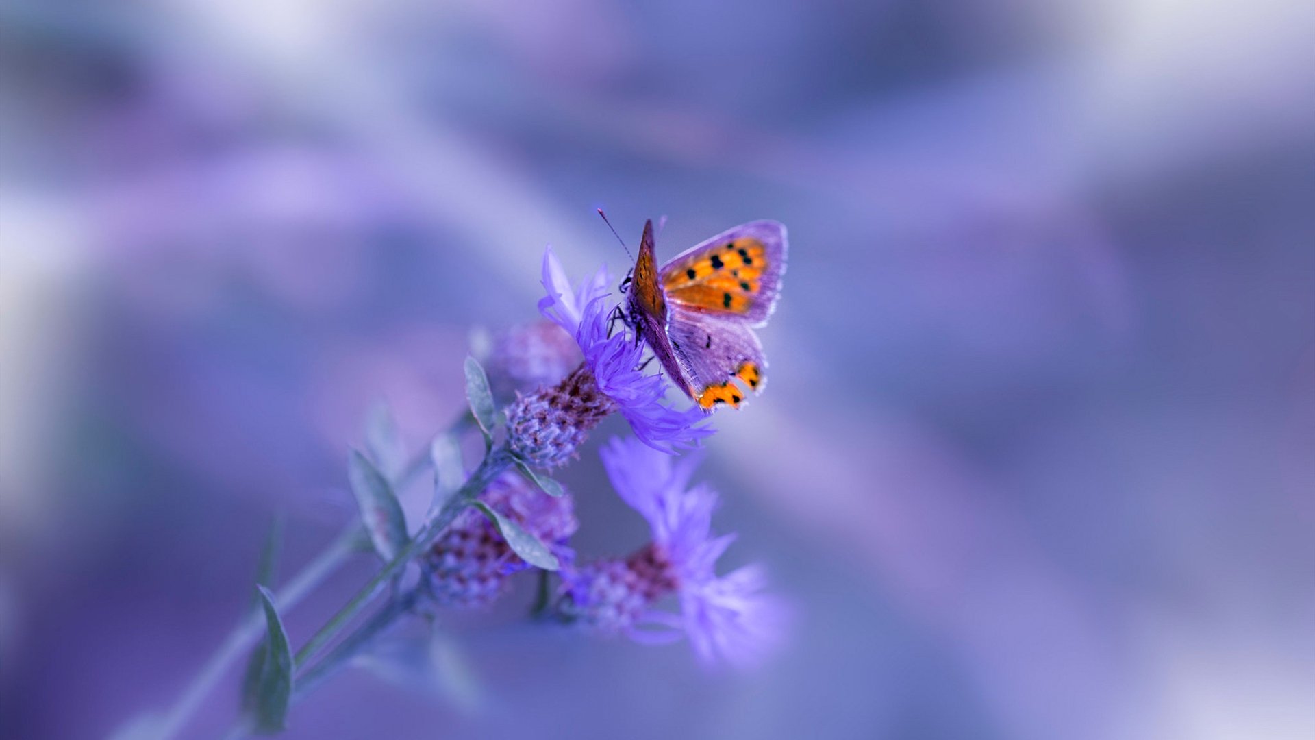 欧冠淘汰赛焦点战,广厦队速胜快船